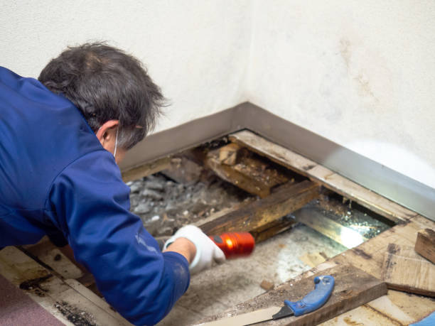 Best Home Mold Removal  in Hidden Hills, CA