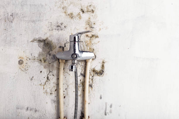 Best Mold Remediation Experts  in Hidden Hills, CA