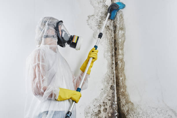 Best Residential Mold Removal  in Hidden Hills, CA