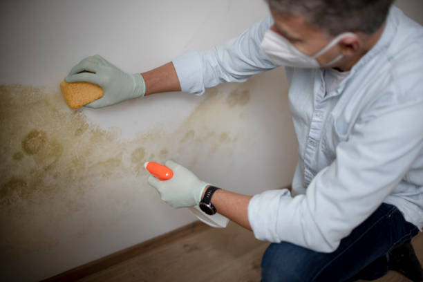Best Same-Day Mold Removal  in Hidden Hills, CA