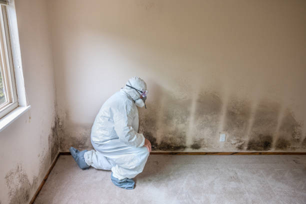 Best Black Mold Removal  in Hidden Hills, CA