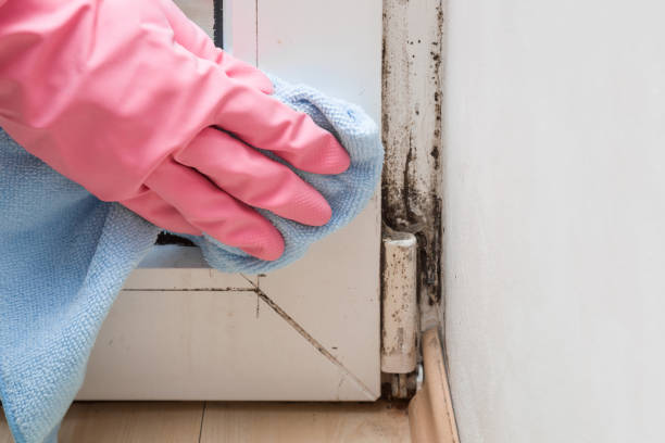Best Toxic Mold Removal  in Hidden Hills, CA