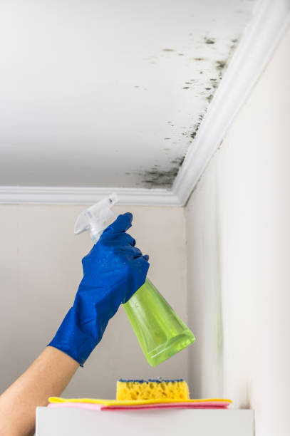 Best Office Mold Removal Services  in Hidden Hills, CA