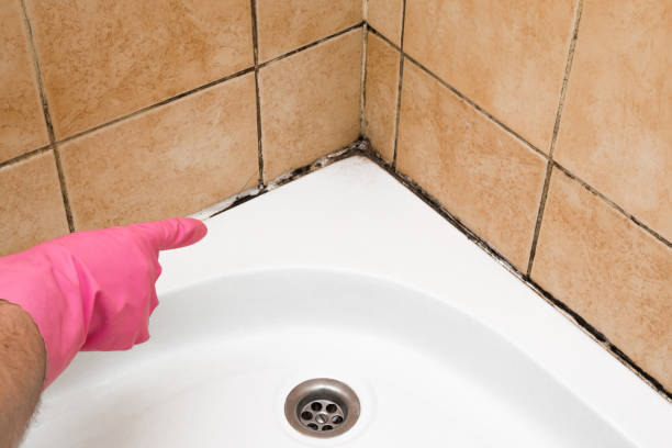 Best Attic Mold Removal  in Hidden Hills, CA