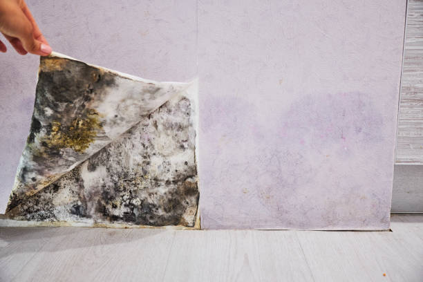 Trusted Hidden Hills, CA Mold Removal Experts